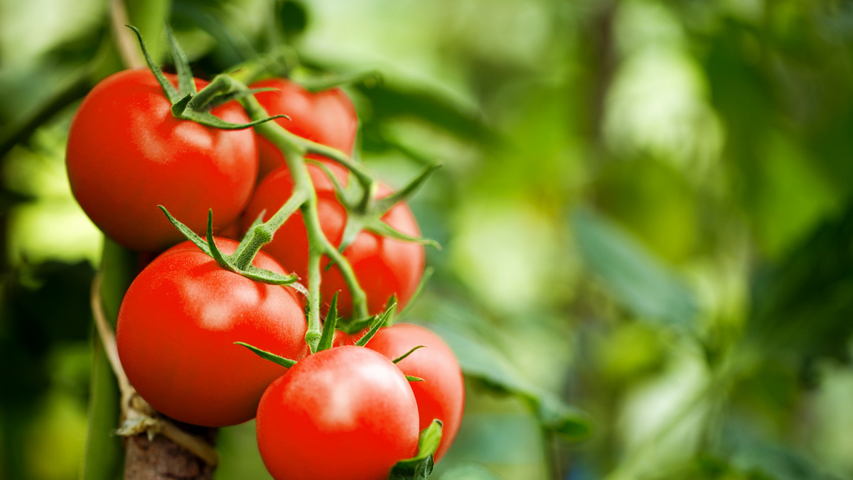 Co sadzić w ogródku obok siebie, żeby lepiej rosło? Pomidory lubią towarzystwo