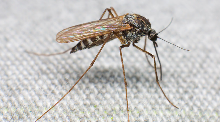 Szúnyogok terjeszthetik a veszedelmes kórt / Fotó: Northfoto