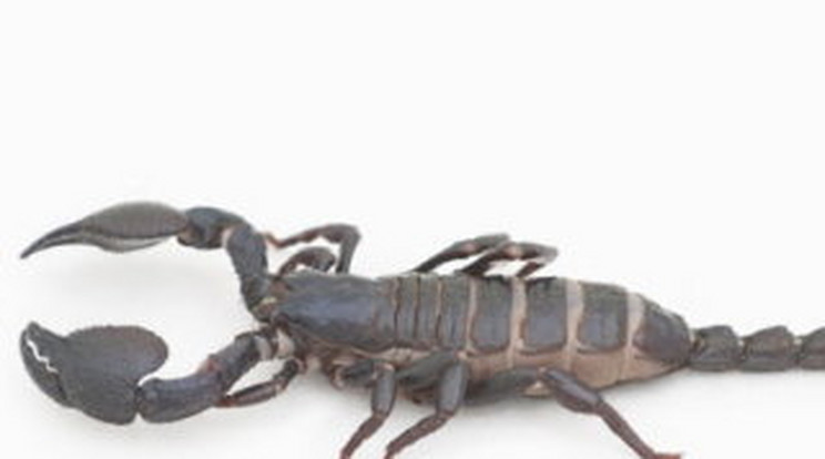Agydaganatot gyógyít a skorpió mérge? 