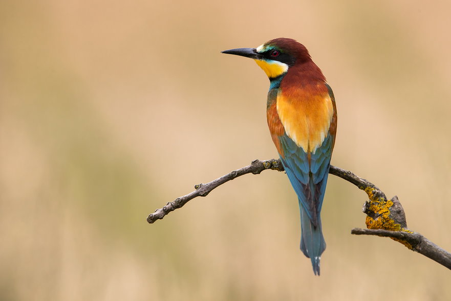 Żołna (Merops apiaster)