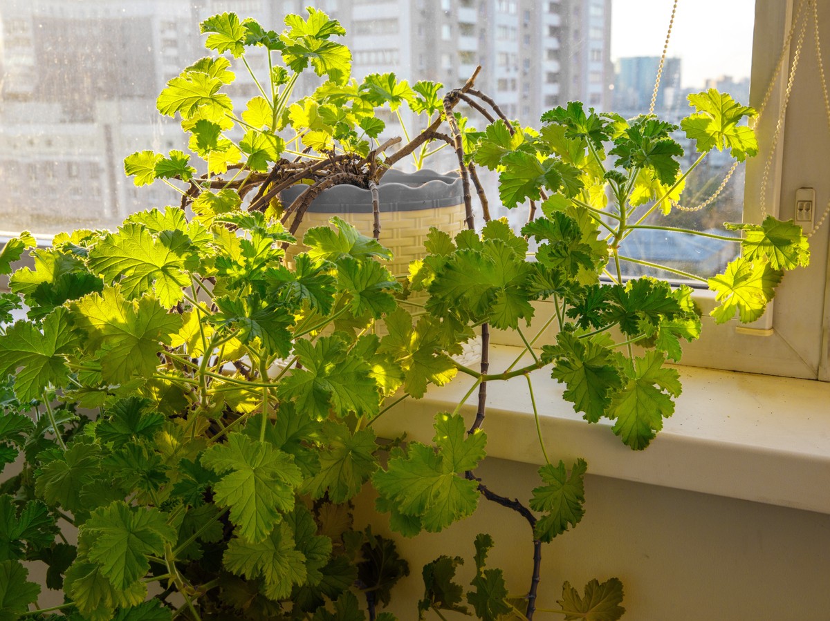 Pelargonia pachnąca, zwana anginką, to popularna roślina doniczkowa