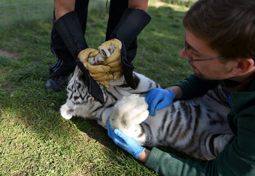 Szczepienie tygrysów w zoo w Borysewie