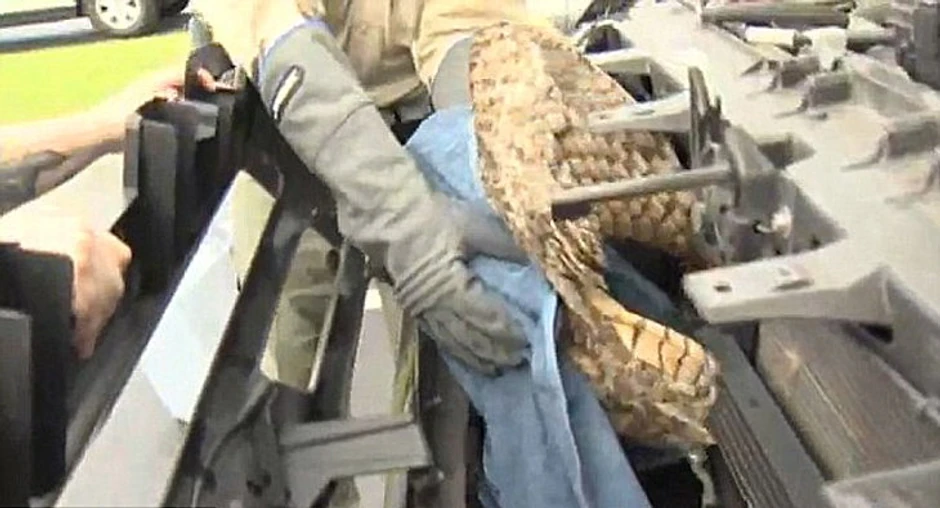 Služba za divlje životinje je izvukla slepog putnika iz automobila