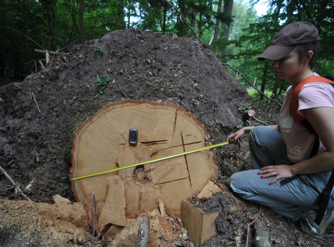 W niechronionej części Puszczy Białowieskiej wycina się rocznie ponad 100 tys. drzew © www.tydecydujesz.org