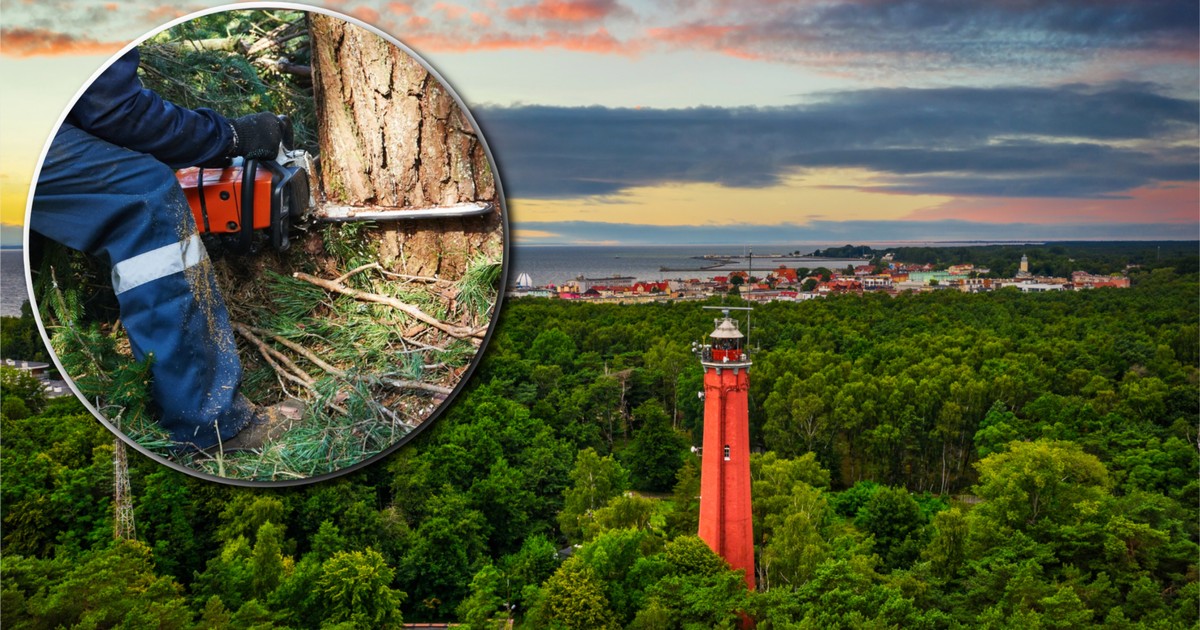 Skandal na Helu. Zniknie część lasu, by powstał luksusowy hotel "bliski naturze"