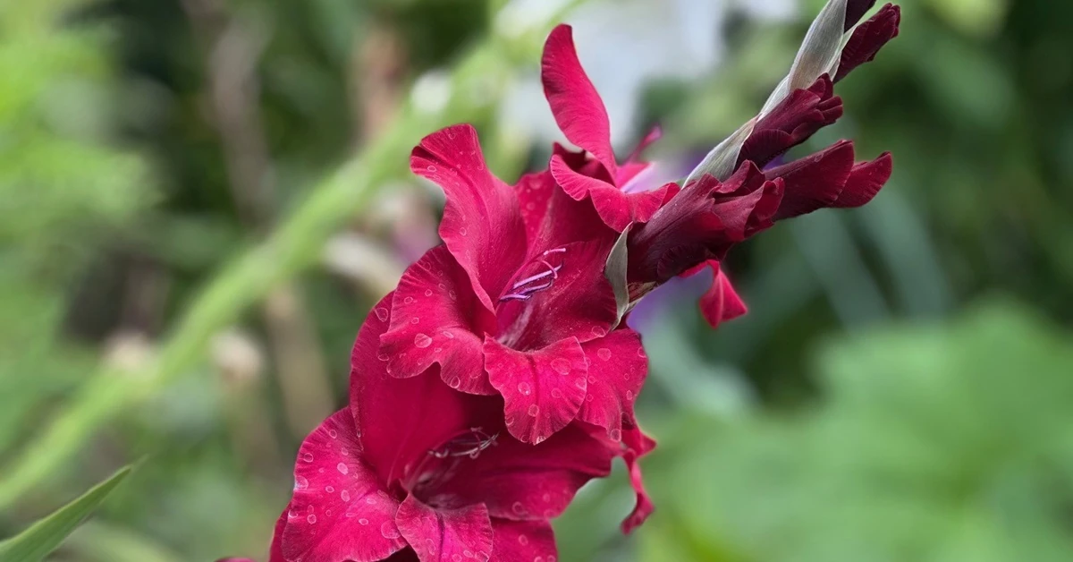 Czy mieczyki zimują? Czy są wieloletnie, a może należy wykopać je na zimę?