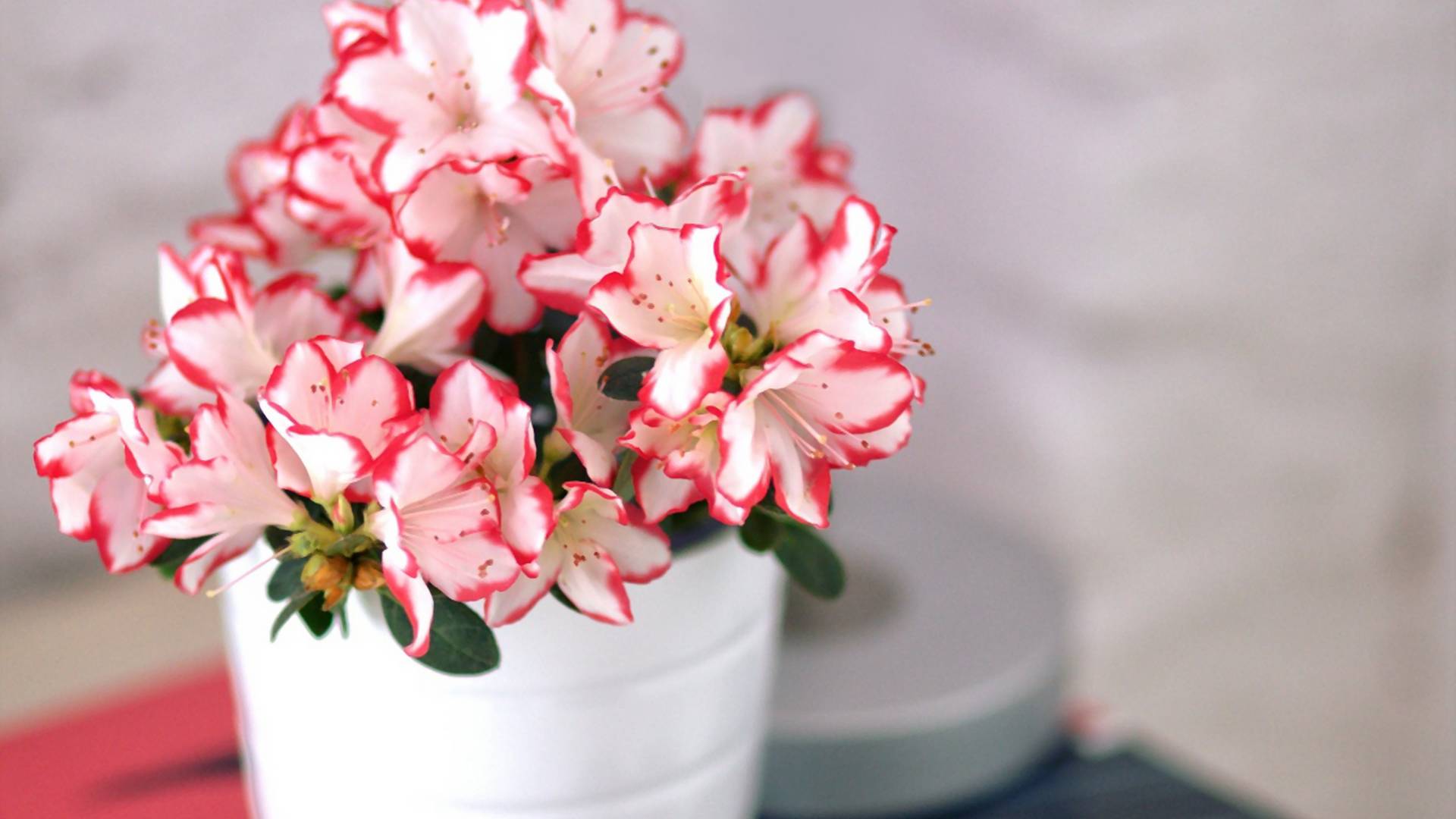 Azalia doniczkowa - wdzięczna roślina dla każdej wielbicielki ukwieconego mieszkania