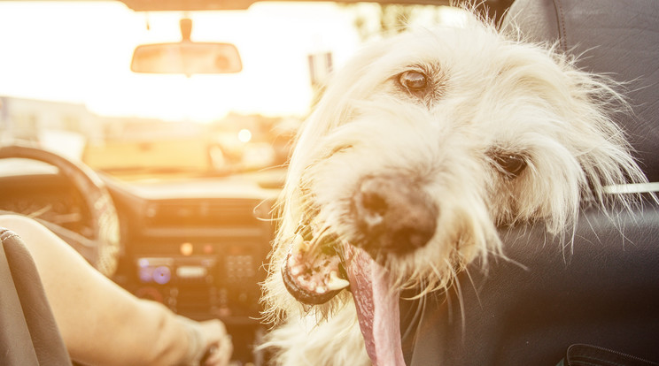 Egy ilyen, labradoodle fajtájú kutya pusztult el (képünk illusztráció) / Fotó: Shutterstock
