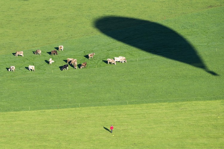 Krowy na łące w Szwajcarii widziane z balonu