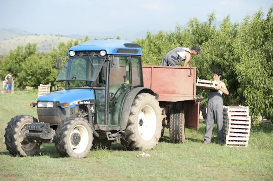 Ogromna potražnja: Utovar ubranog voća