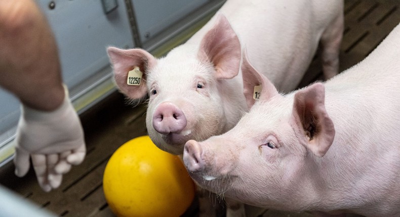 Pigs stand in a test farm of the Ludwig Maximilians University of Munich in Oberschleissheim, Germany, where scientists are using genetic engineering to grow donor organs in pigs, on January 24, 2022.