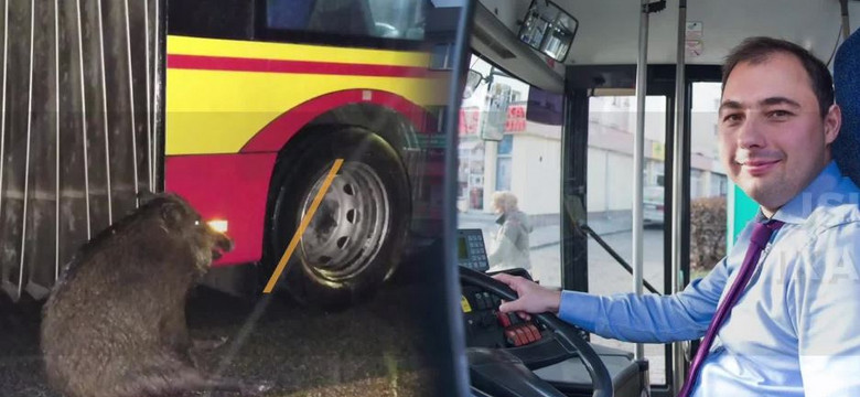 Piękny gest kierowcy autobusu z Warszawy. Zatrzymał się, by ratować dzika