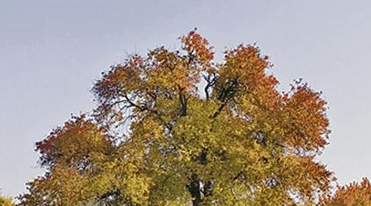 Gyökeret vert a második helyre a gödöllői vackor