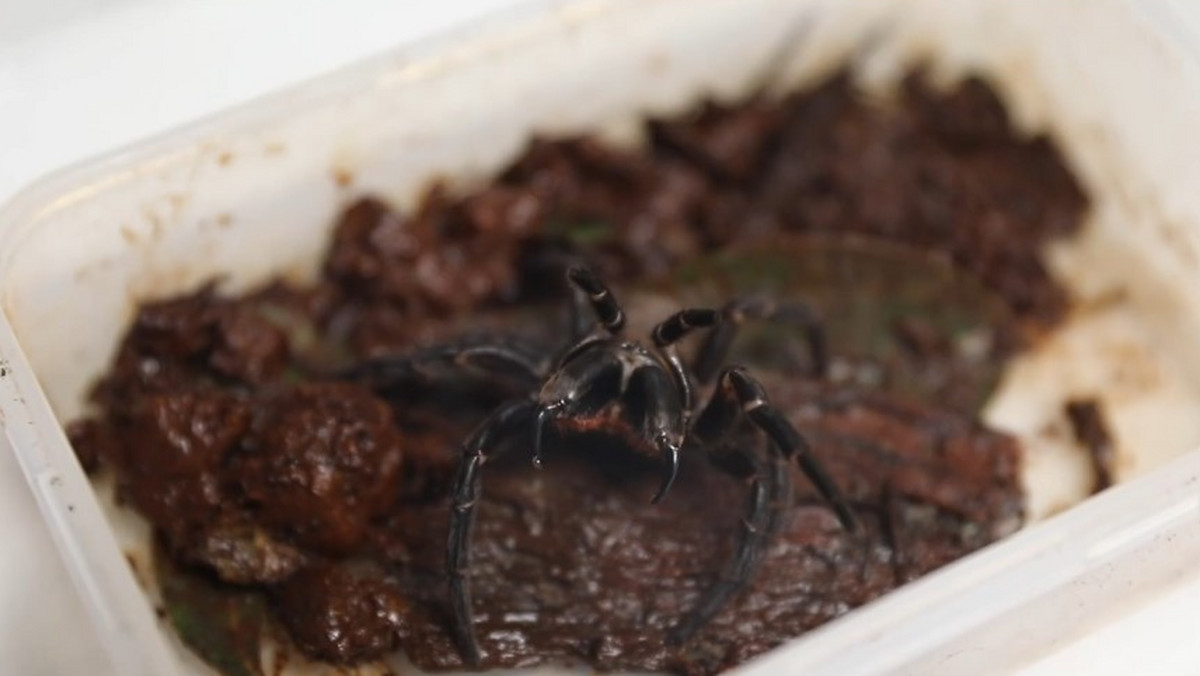 Australia. Anonim wysłał jadowitego pająka. Może zabić nawet w 15 min