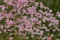 są rośliny kwitnące zimą. oto lista 10 krzewów, które warto mieć z tego powodu w ogrodzie