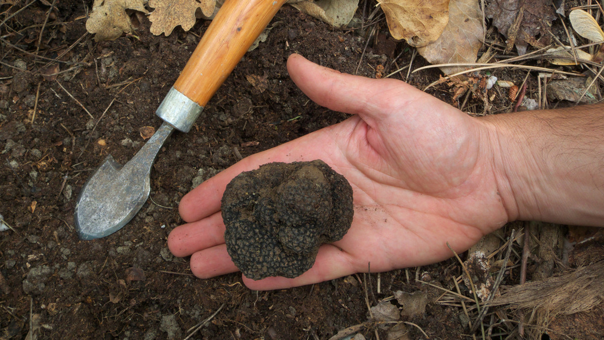 W białoruskiej części Puszczy Białowieskiej znaleziono truflę rudą. To pierwszy przypadek znalezienia tego rodzaju grzybów u naszych wschodnich sąsiadów. W Polsce trufla ruda już wcześniej była znana.