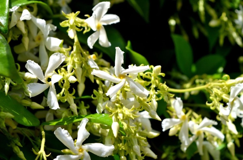 Zvezdasti jasmin