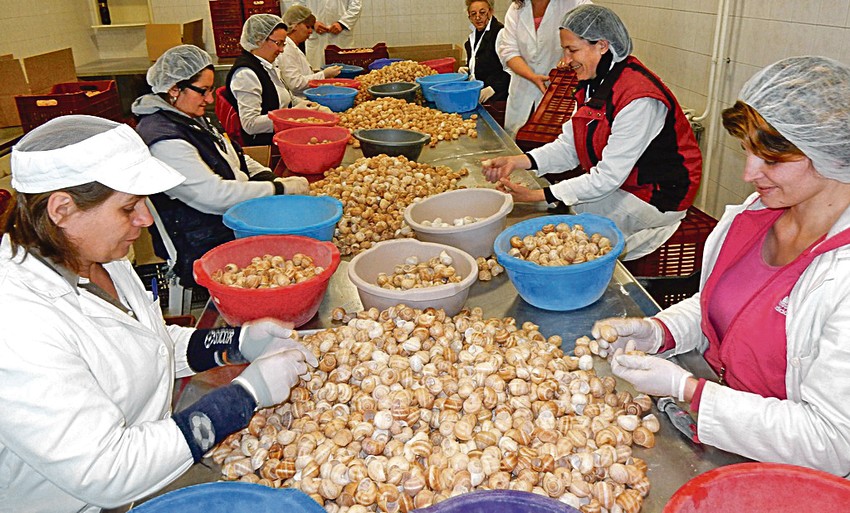 Klasifikacija: Čak i prazne puževe kućice odlaze na zapad