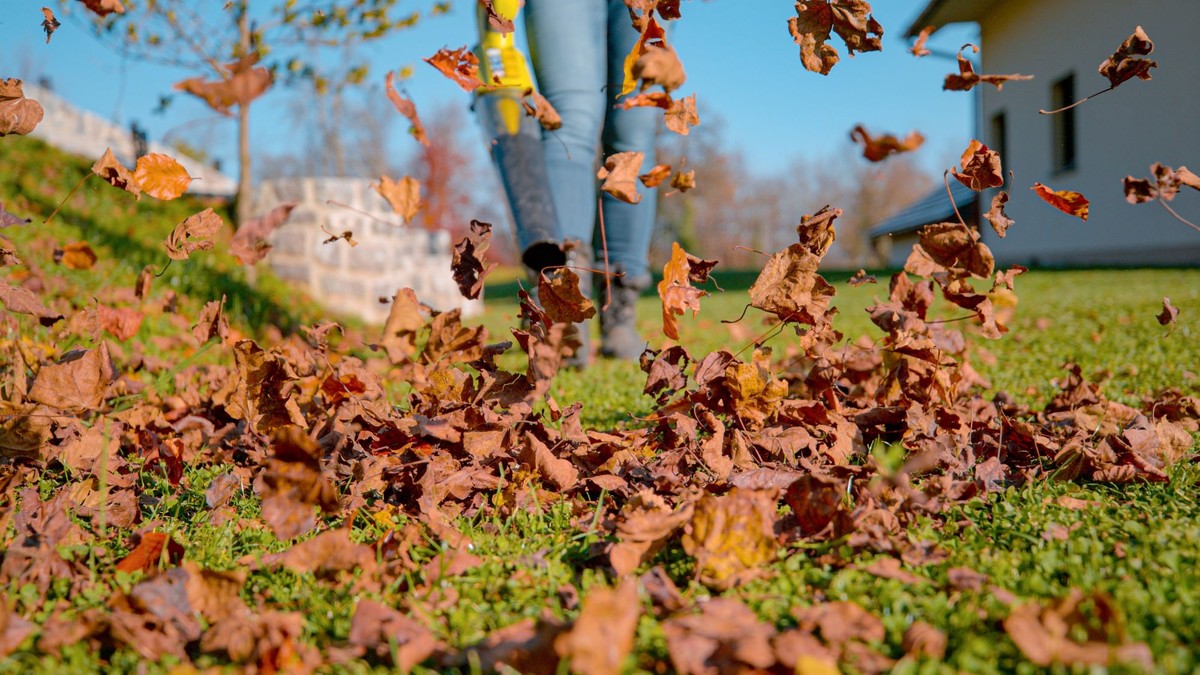 Liście z drzewa sąsiada spadają na moją działkę