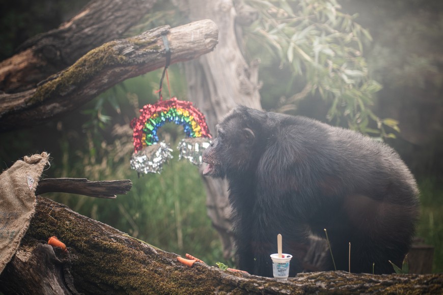 Jak na imprezę urodzinową przystało były ozdoby
