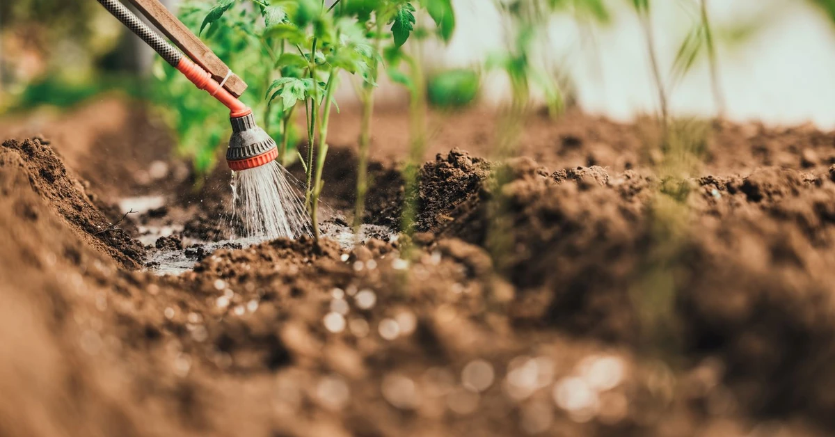 Milion złotych kary za uprawę tej rośliny. UE wprowadza surowy zakaz