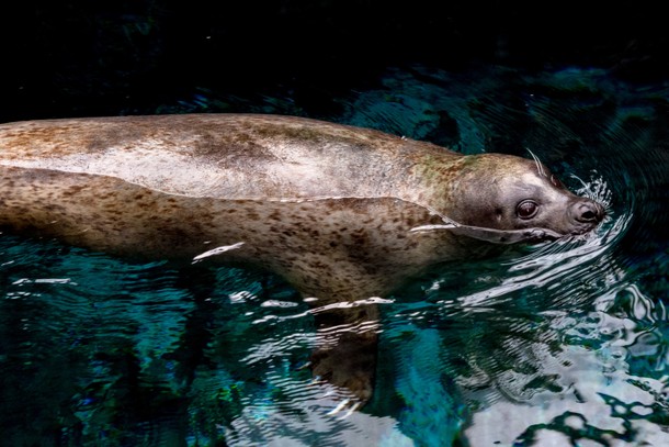 Wildlife Encounters From the Safety of Your Couch 