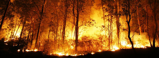 Lasy, które płoną, zostały specjalnie zasadzone, co kosztowało wiele wysiłku.