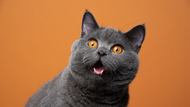 Quiz o kotach: tylko 10/10 zdobędą prawdziwi znawcy. Sprawdź, czy dasz radę!