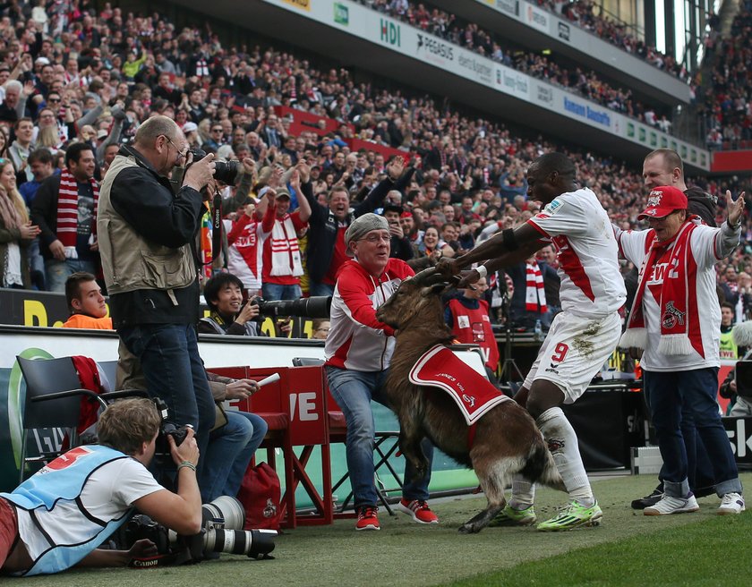 Anthony Ujah świętował bramkę z kozą! Obrońcy zwierząt wściekli!