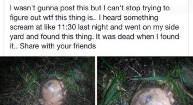 Woman shares photos of unidentified dead creature 