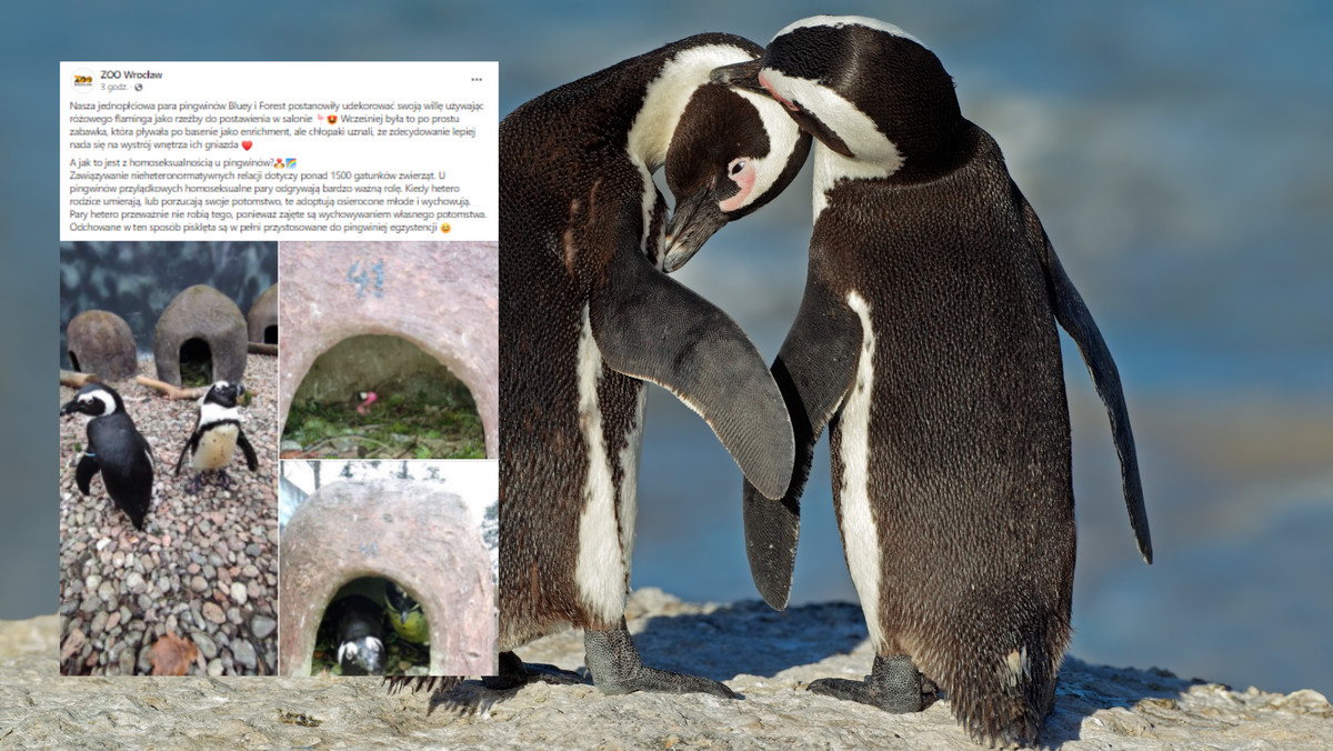 Nietypowa rzeźba w domku homoseksualnych pingwinów [ZDJĘCIA]
