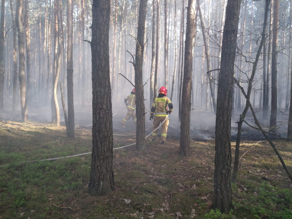 Pożar lasu — zdjęcie poglądowe