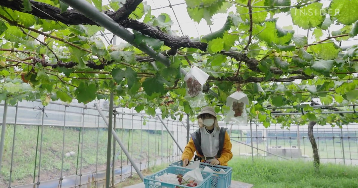 Japanese grapes are some of the most expensive grapes in the world. In