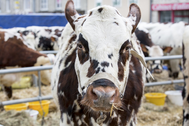 Czy dochody z przetwórstwa mleka są zwolnione od podatku dochodowego?