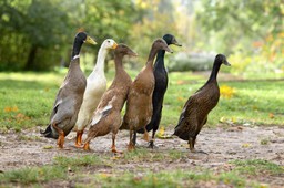 polują na ślimaki przez cały dzień. wpuść je do ogrodu koniecznie