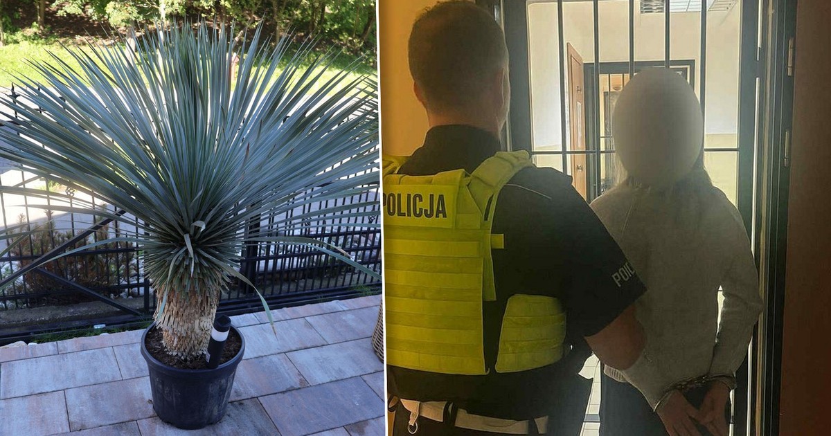 Ozdobiła swój ogród roślinami za 55 tys. zł. Był tylko jeden szkopuł...
