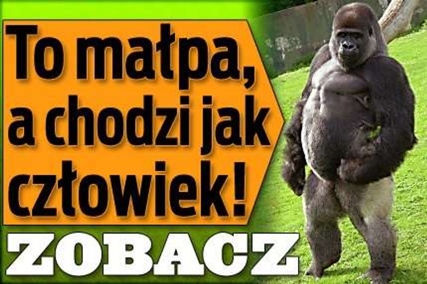 To małpa, a chodzi jak człowiek! ZOBACZ