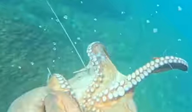 Splićanin ulovi ogromnu hobotnicu