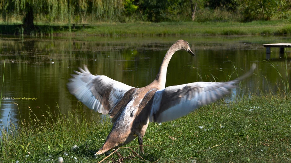 Željkove fotografije