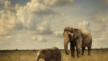 Létezik ennél meghatóbb? Szívmelengető, ahogy ez a nőstény elefánt gondoskodik a kicsinyéről – videó
