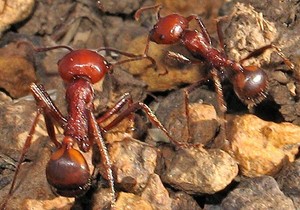 Džinovski afrički mravi sakupljači, snimljeni u Keniji, popularni su među kolekcionarima širom sveta | Foto: Dino Martins