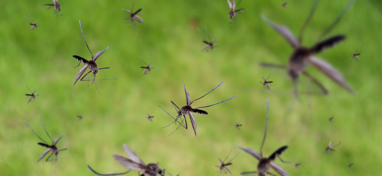 Plaga komarów na południu Francji. Ekolodzy ostrzegają przed opryskami