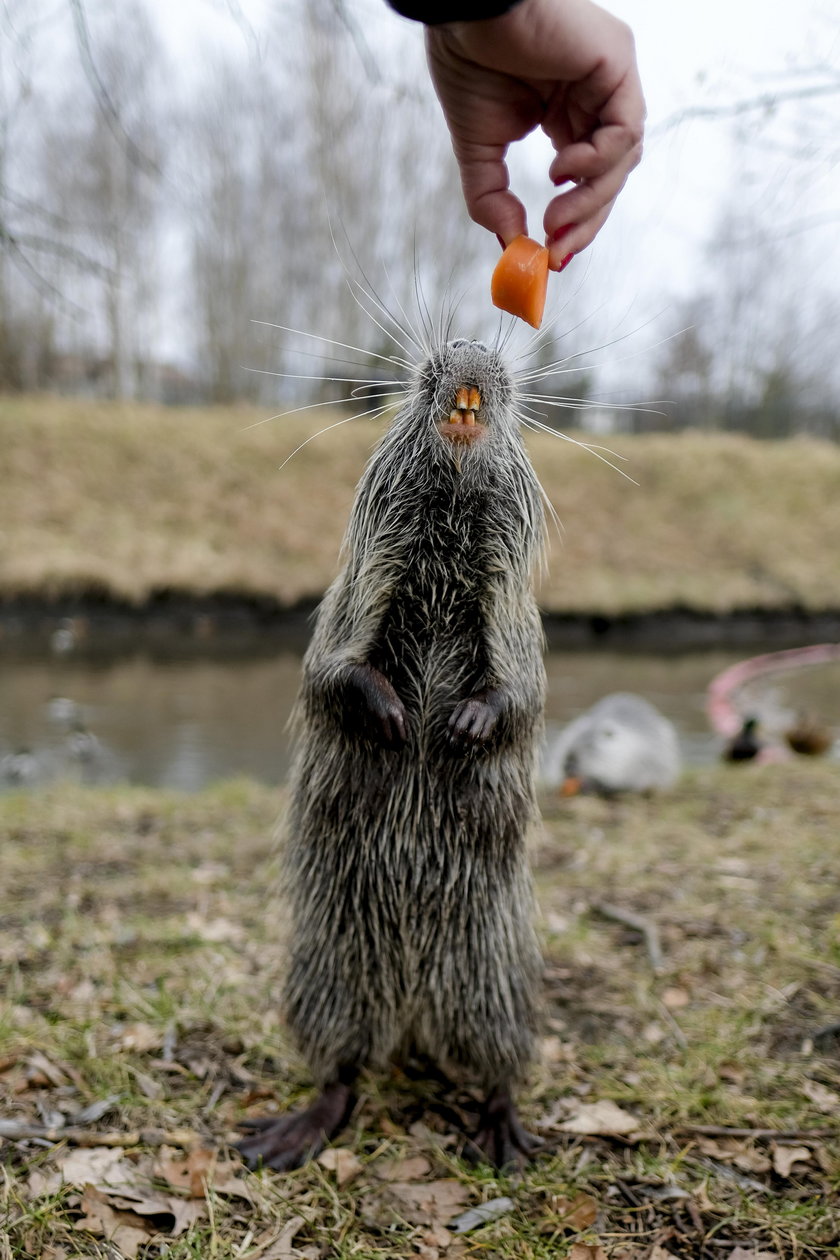 Nutrie zamieszkały w Rybniku