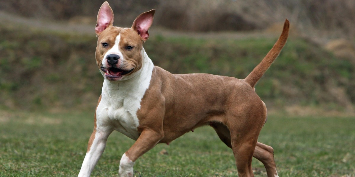 Amstaff rzucił się na kobietę w Świdniku