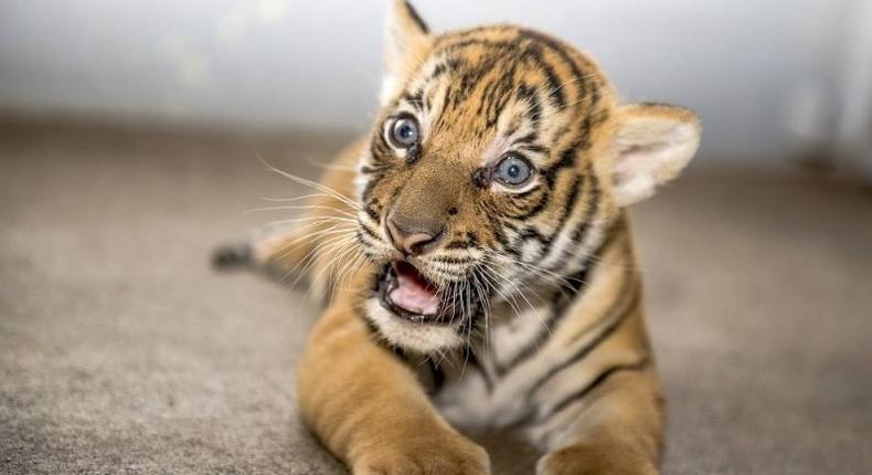 Baby Tiger