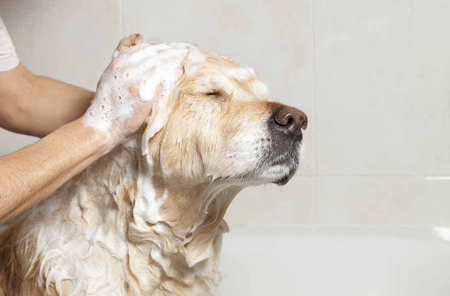 Psa kąpie się przy wykorzystaniu specjalnych szamponów dla zwierząt - 135pixels/stock.adobe.com