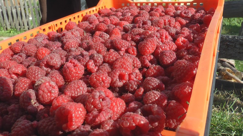 Prve ovogodišnje maline se na pijacama Srbije prodaju od 1.000 do 1.500 dinara, a na kvantašima se mogu naći i za 750 dinara kilogram