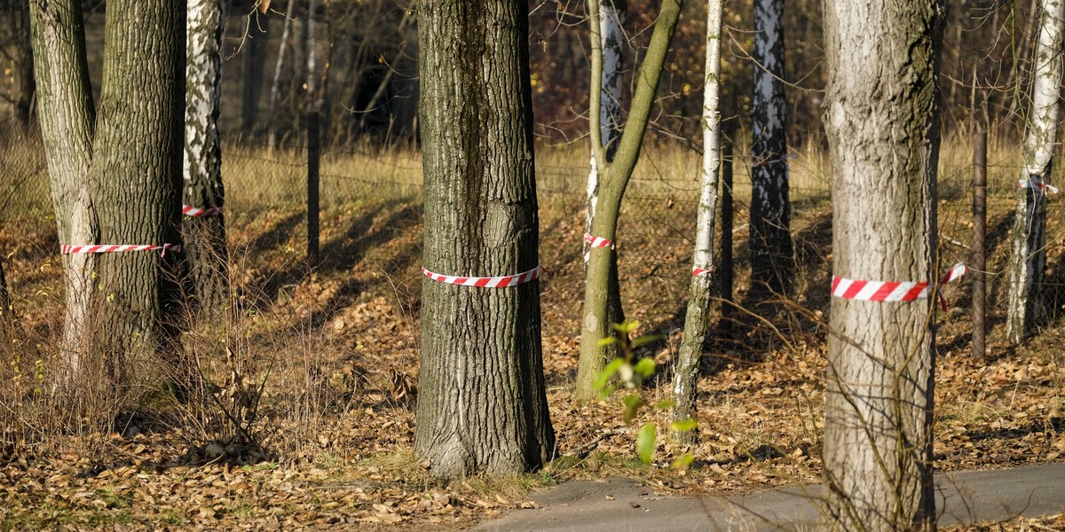 Spółka Green Park Silesia chce wyciąć w pień 1300 drzew!