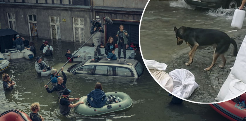 Podbiega i pije wodę z kałuży, ale odskakuje na widok biegnącego tłumu. Za tą sceną kryje się smutna, choć niesamowita historia