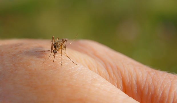 Žuta groznica je virusno oboljenje koje prenose komarci
